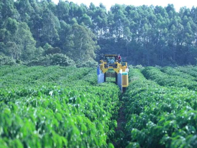 Cafeicultor do ES segura vendas e aposta em melhora dos preços do conilon durante a colheita